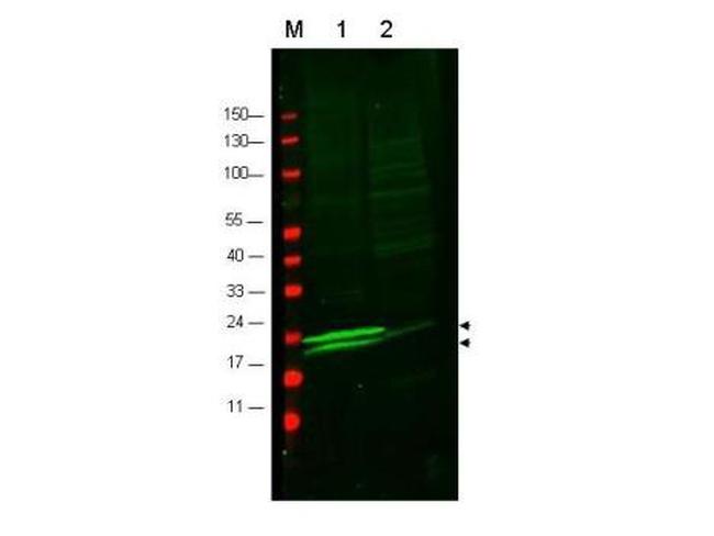 Myosin Antibody in Western Blot (WB)