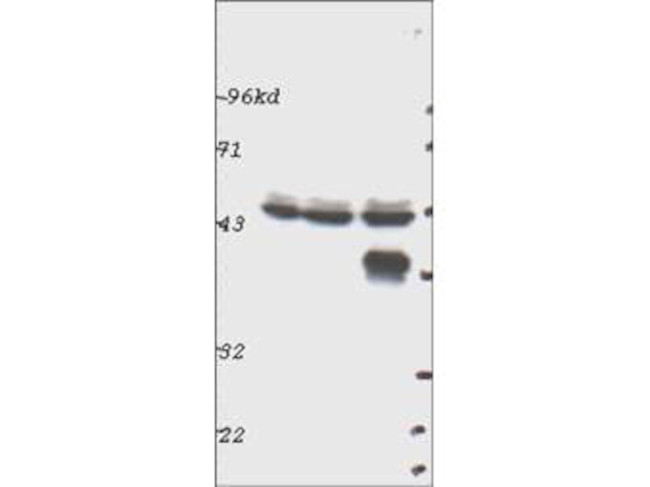 p44 MAP Kinase Antibody in Western Blot (WB)