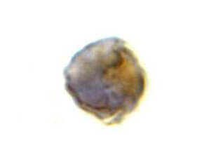 TLR8 Antibody in Immunocytochemistry (ICC/IF)