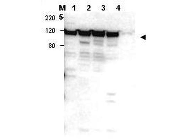 Myosin 1G Antibody in Western Blot (WB)