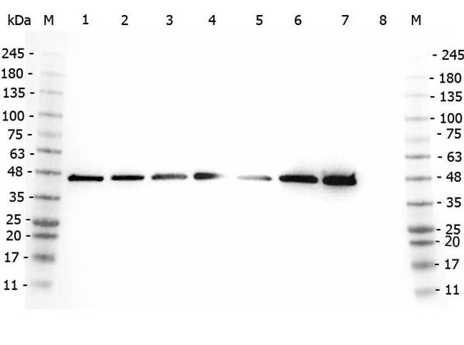 AHA1 Antibody in Western Blot (WB)
