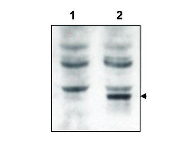 Tamalin Antibody in Western Blot (WB)