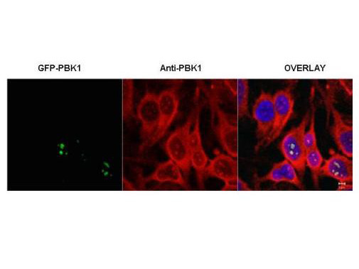 PBK1 Antibody in Immunocytochemistry (ICC/IF)