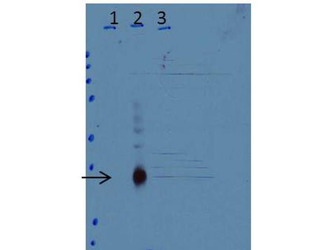 CEBP delta Antibody in Western Blot (WB)