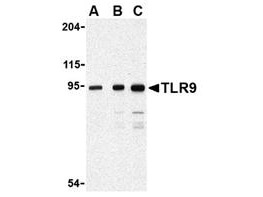 TLR9 Antibody in Western Blot (WB)