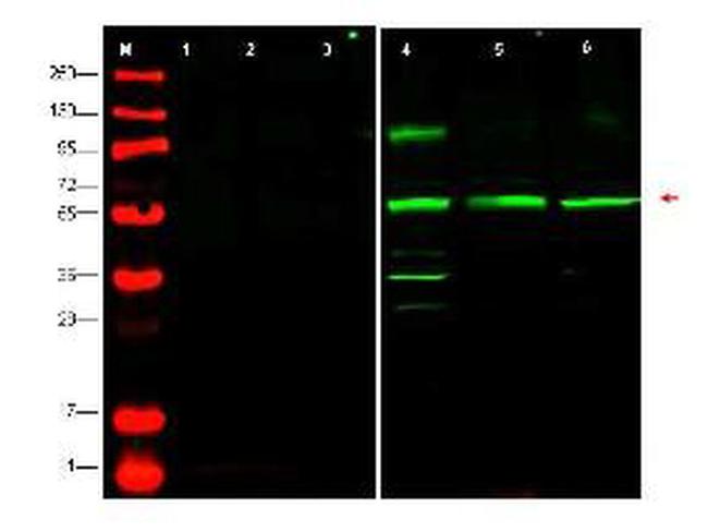 PTEN-P1 Antibody in Western Blot (WB)
