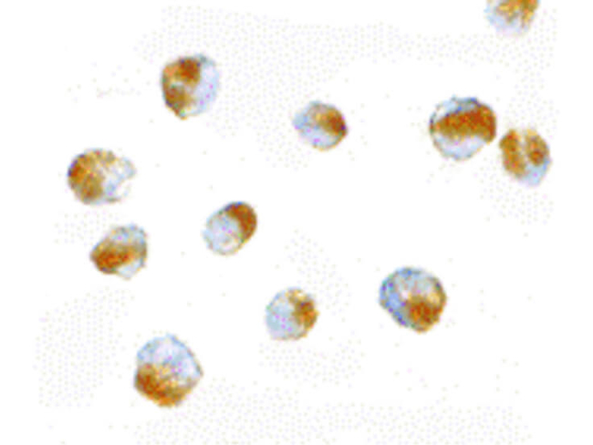 BUB3 Antibody in Immunocytochemistry (ICC/IF)