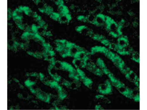 CAD Antibody in Immunocytochemistry (ICC/IF)