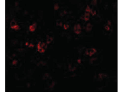 CAD Antibody in Immunocytochemistry (ICC/IF)
