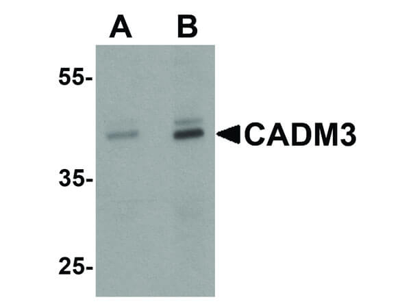 CADM3 Antibody in Western Blot (WB)