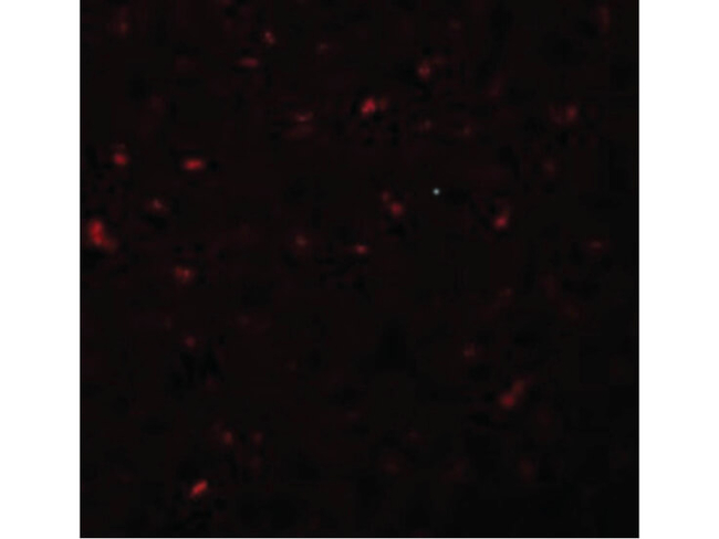 CALHM1 Antibody in Immunocytochemistry (ICC/IF)