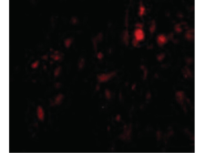 CAPN6 Antibody in Immunocytochemistry (ICC/IF)