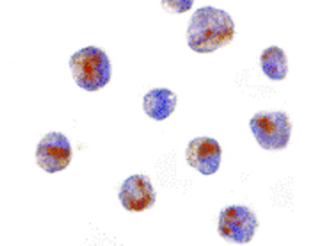 CARD8 Antibody in Immunocytochemistry (ICC/IF)