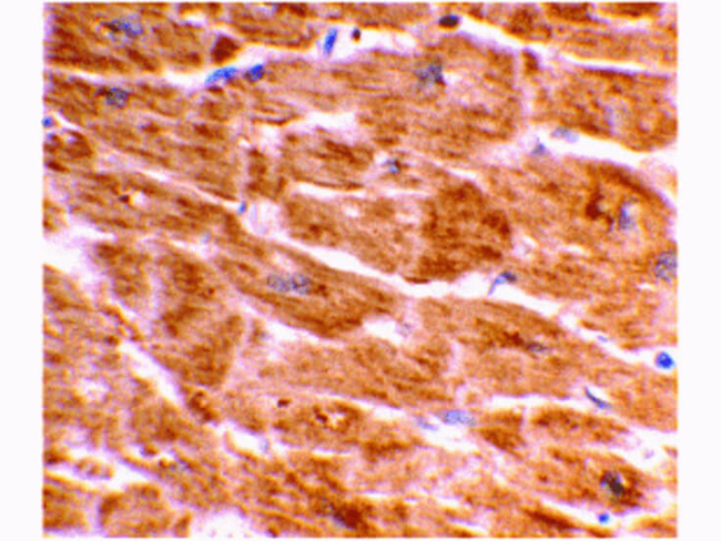 Caspase-1 Antibody in Immunohistochemistry (Paraffin) (IHC (P))