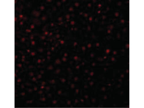 Caspase-12 Antibody in Immunocytochemistry (ICC/IF)