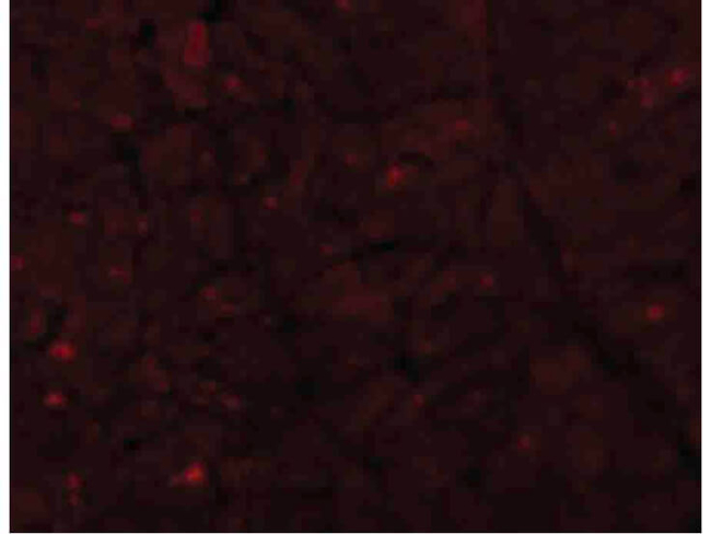 Caspase-12 Antibody in Immunocytochemistry (ICC/IF)