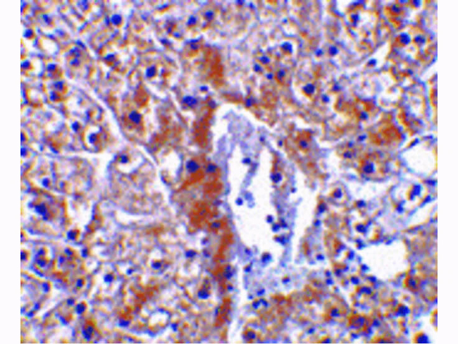 Caspase-12 Antibody in Immunohistochemistry (Paraffin) (IHC (P))