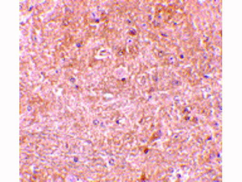 Caspase-13 Antibody in Immunohistochemistry (Paraffin) (IHC (P))