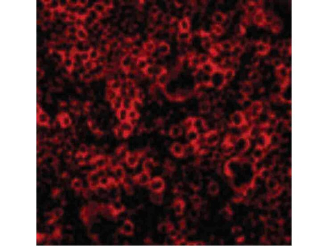 Caspase-4 Antibody in Immunocytochemistry (ICC/IF)