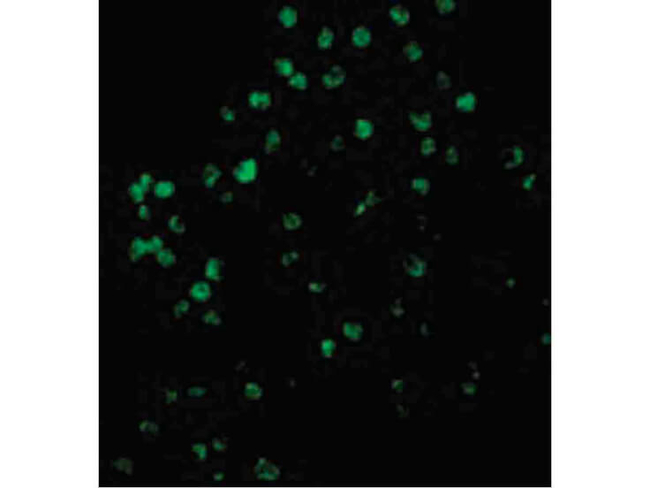 Caspase-4 Antibody in Immunocytochemistry (ICC/IF)