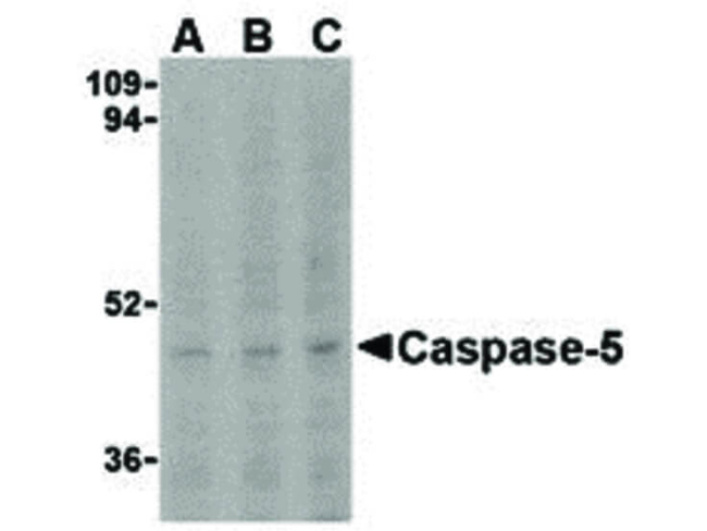 Caspase-5 Antibody in Western Blot (WB)