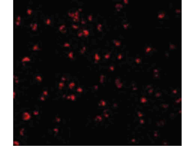 Caspase-5 Antibody in Immunocytochemistry (ICC/IF)