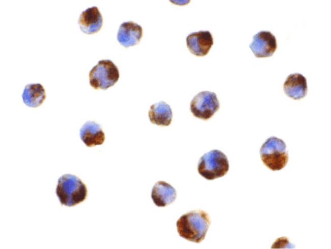 Caspase-5 Antibody in Immunocytochemistry (ICC/IF)