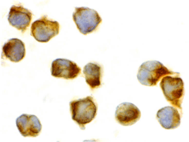 Caspase-8 Antibody in Immunocytochemistry (ICC/IF)