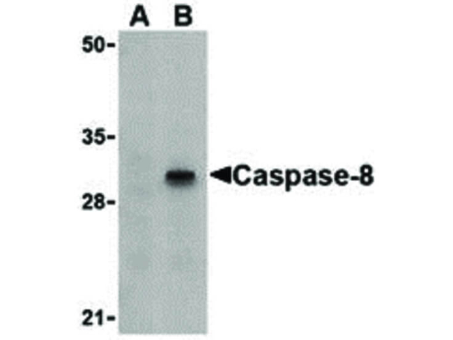 Caspase-8 Antibody in Western Blot (WB)