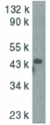 Caspase-9 Antibody in Western Blot (WB)