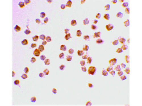 Caspase-9 Antibody in Immunocytochemistry (ICC/IF)