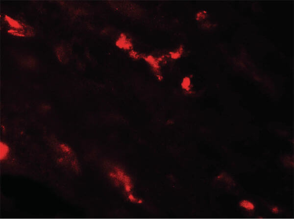 CASR Antibody in Immunocytochemistry (ICC/IF)