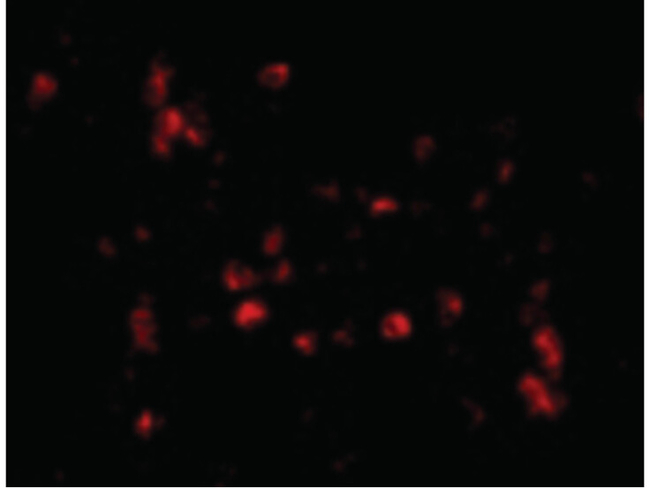 Cathelicidin Antibody in Immunocytochemistry (ICC/IF)