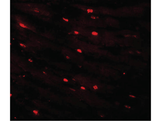 CAZIP Antibody in Immunocytochemistry (ICC/IF)