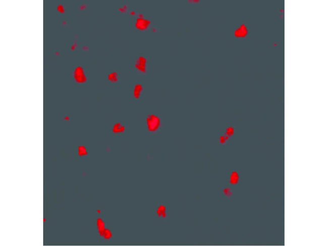 Cbl Antibody in Immunocytochemistry (ICC/IF)