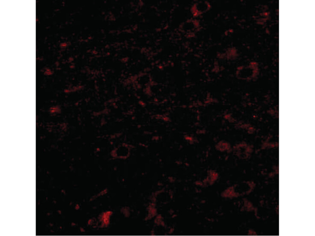 CCDC134 Antibody in Immunocytochemistry (ICC/IF)
