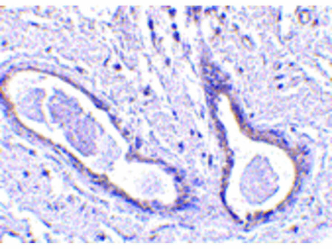 CCDC98 Antibody in Immunohistochemistry (Paraffin) (IHC (P))