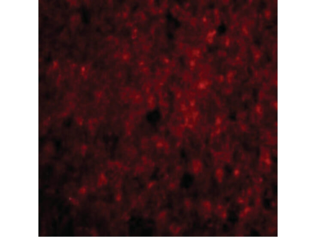 CDNF Antibody in Immunocytochemistry (ICC/IF)