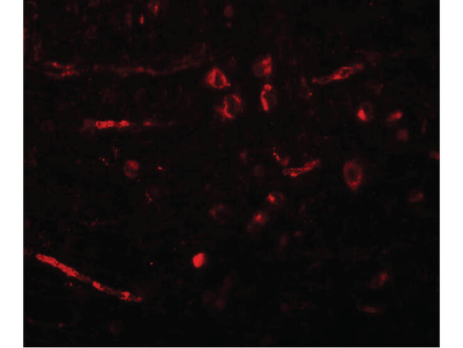 CDX2 Antibody in Immunocytochemistry (ICC/IF)