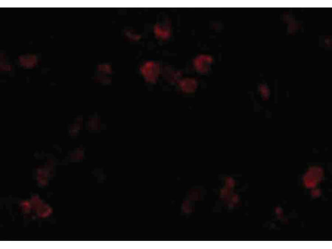 CD81 Antibody in Immunocytochemistry (ICC/IF)