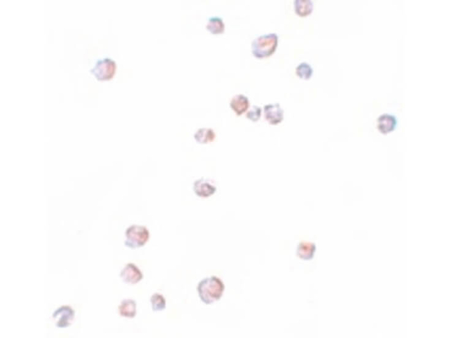 CHORDC1 Antibody in Immunocytochemistry (ICC/IF)