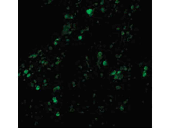 cIAP Antibody in Immunocytochemistry (ICC/IF)