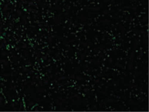 CIDE-A Antibody in Immunocytochemistry (ICC/IF)
