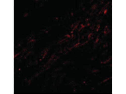 CIDE-A Antibody in Immunocytochemistry (ICC/IF)