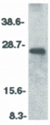 CIDE-B Antibody in Western Blot (WB)