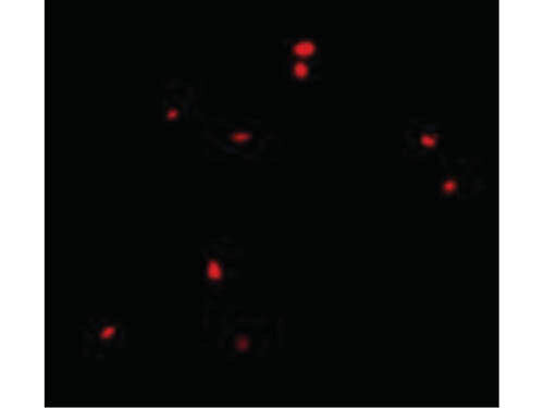 CIDE-B Antibody in Immunocytochemistry (ICC/IF)