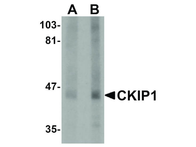 CKIP1 Antibody in Western Blot (WB)
