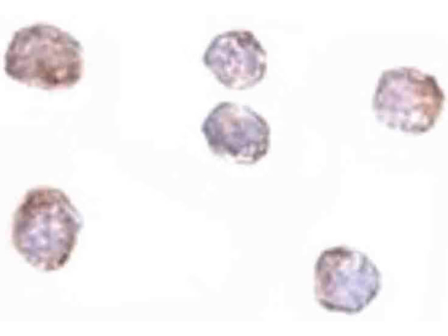 CLDN1 Antibody in Immunocytochemistry (ICC/IF)