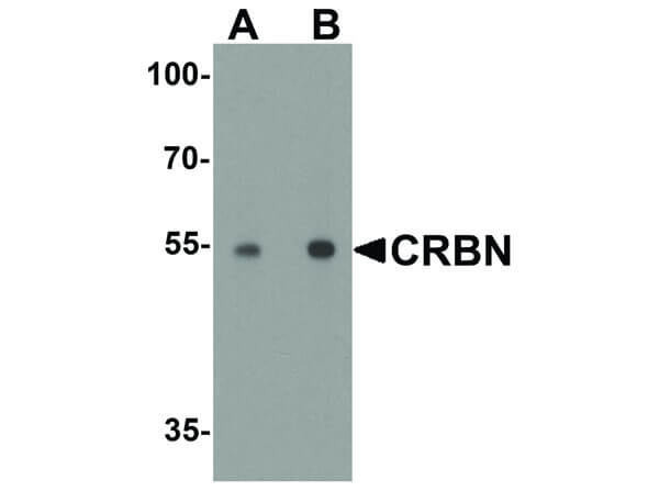 CRBN Antibody in Western Blot (WB)