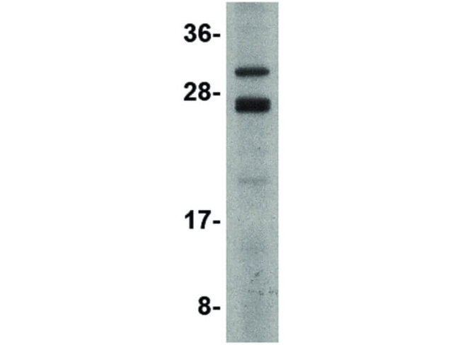 CSN8 Antibody in Western Blot (WB)